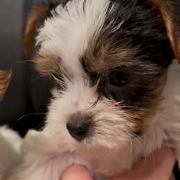 Girl 2 - Parti female Yorkshire Terrier puppy in Grove City, Ohio from Missy Lu Lap Puppies