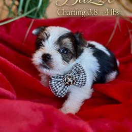 BaZze - Parti male Yorkshire Terrier puppy in Prosper, Texas from DaintyDawlz