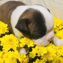 Maui - Blue male Boston Terrier puppy in London, Kentucky from Antjie Boston