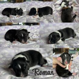 Brown - Black and white male Shetland Sheepdog puppy in Gaylord, Michigan from Lexy's Shetland Sheepdogs