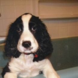 English Springer Spaniel Puppies from Springerhaven