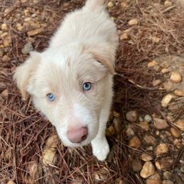 Gray Collar - White and gold male Border Collie puppy in Gadsden, Alabama from Collie Wood Hills