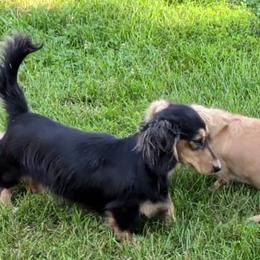 Betty - Dachshund