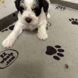 No name - Parti female Miniature Schnauzer puppy in Advance, North Carolina from Sugar Kookie Schnauzers