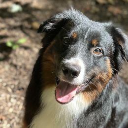 Miniature American Shepherds from Barnaby’s Barn Dog’s