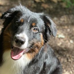 Miniature American Shepherds from Barnaby’s Barn Dog’s