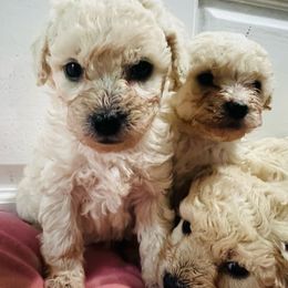 Malitpoos Leap Year Babies - Maltipoo