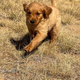 Nova - Golden female Golden Retriever puppy in Wellington, Colorado from High Country Golden Retrievers