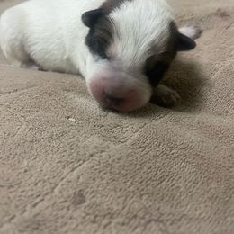 Red boy - Red speckled Australian Cattle Dog puppy in Dillon, Montana from DPH Australian Cattle Dogs
