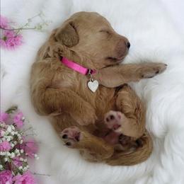 Pink - Apricot female Goldendoodle puppy in Byron, Georgia from Southern Olive Doodles 🫒
