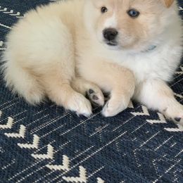 Pomsky Puppies from Greenville Pomskies