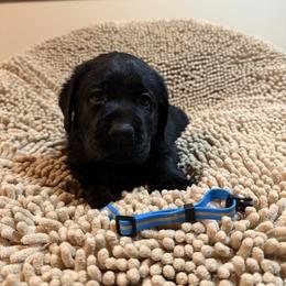 Blue Boy - Black male Labrador Retriever puppy in North Pole, Alaska from Mulberry Retrievers