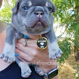 French Bulldog Puppies from Emeraldfrenchies