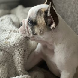 Cookie - Fawn and white female French Bulldog puppy in Modesto, California from Luna's Little Pumpkins