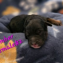 Ember - Black phantom female Aussiedoodle puppy in Redding, California from House Merrills Minis and Doodles