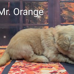 Goldendoodle, Golden Retriever, Labradoodle, and Labrador Retriever Puppies from Robertson's Retrievers and Doodles