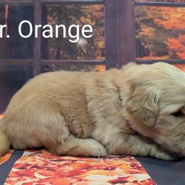 Goldendoodle, Golden Retriever, Labradoodle, and Labrador Retriever Puppies from Robertson's Retrievers and Doodles
