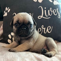 Azriel - Fawn male Pug puppy in Arkansas, Kansas from Kansas AKC Pug puppies