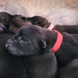 Red Collar Male - Black sable male Belgian Malinois puppy in Sanger, Texas from Faubion Malinois