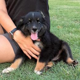 Tex - Black tri-color male Australian Shepherd puppy in Piedmont, Oklahoma from HeartDriven Aussies