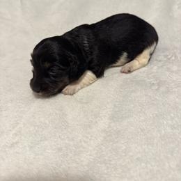 George - Piebald male Dachshund puppy in Avinger, Texas from Lone Star Longhair Dachshunds