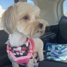 Morkies, Shih Tzus, and Shorkies from Emmy’s Morkies Shorkies and Shihtzu
