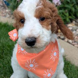 Dewy - Parti male Goldendoodle puppy in Sioux Falls, South Dakota from Dolly's Doodles