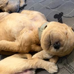 Maple - Cream female Goldendoodle puppy in Indiana, Pennsylvania from Kathy's Doodles