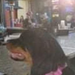 Rottweilers from Dane Culps' Rottweilers