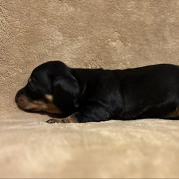 Boy 2 - Black and tan male Dachshund puppy in Yuma, Arizona from M's puppy love