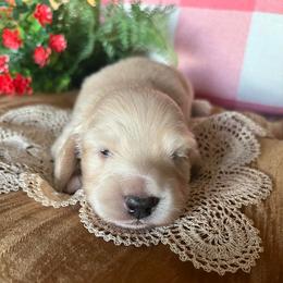 Cadbury - Cream male Dachshund puppy in Perryville, Maryland from Heavenly Heritage Dachshunds and Doods