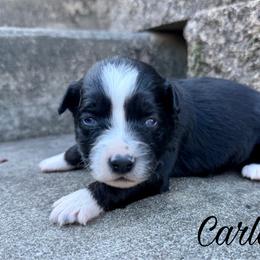 Carla - Black tri female Miniature Australian Shepherd puppy in Sandy Hook, Kentucky from RidgeTop Aussies