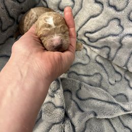 White - Cream female Goldendoodle puppy in Clarksville, Tennessee from Golden Pine Designer Doodles