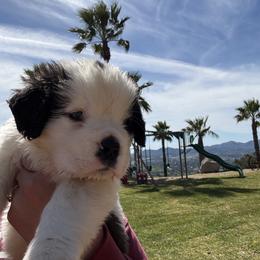 Legolas - White and brown male Saint Bernard puppy in Ramona, California from Buendias Ranch Saint Bernards & Bernese Mountain Dogs