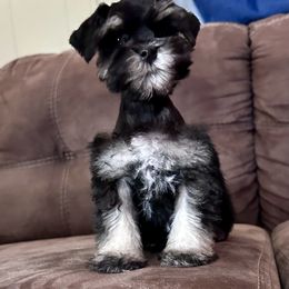 Miniature Schnauzer Puppies from Cali Sun-kissed Schnauzers