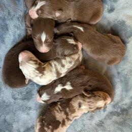 Boy 3 - Red tri-color male Australian Shepherd puppy in Parker, Colorado from Legacy Ranch Australian Shepherds