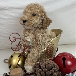 Blue Collar Standard Poodle - Red  male Poodle puppy in Murrayville, Georgia from Spoiled Rotten Kennels