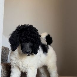 Poodle Puppies from Honeycutt Akc Standard Poodles