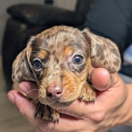 Sunset - Dapple female Dachshund puppy in Waddell, Arizona from The Bearded Companions