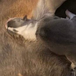 American Corgis and Pembroke Welsh Corgis from Blacketers Corgis