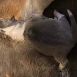 American Corgis and Pembroke Welsh Corgis from Blacketers Corgis