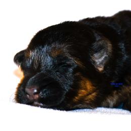 Blue male - Black and red male German Shepherd puppy in Alvarado, Texas from King Of Zion German Shepherds