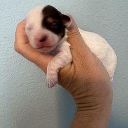 Maple - Parti female Yorkipoo puppy in Carlotta, California from Lost Coast Bernese Mountain Dogs