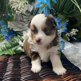 Teeny - Red tri male Miniature Australian Shepherd puppy in Oroville, Washington from High Mountain Aussies