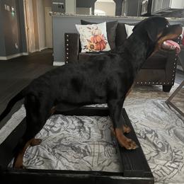 Rottweiler Puppies from VHWilliamsRottweilers