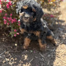 Amber - Phantom female Bernedoodle puppy in Pittsburgh, Pennsylvania from WestPenn Doodles LLC