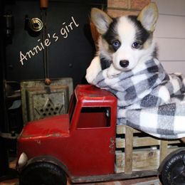 Girl 2 - Black and tan female Pembroke Welsh Corgi puppy in Purcellville, Virginia from Rhone River Farm Pembroke Welsh Corgis