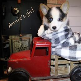 Girl 2 - Black and tan female Pembroke Welsh Corgi puppy in Purcellville, Virginia from Rhone River Farm Pembroke Welsh Corgis