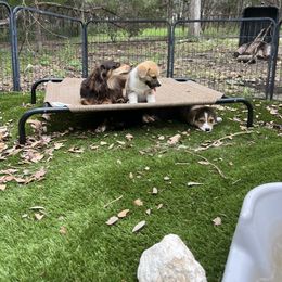 Pembroke Welsh Corgi Puppies from The Corgi Nest