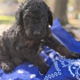 Cocoa - Phantom male Poodle puppy in Poplarville, Mississippi from Southern Belle Poodles
